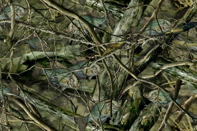 Awesome Camo For The Fishhead!!!!