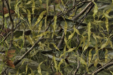 Awesome Camo For The Fishhead!!!!