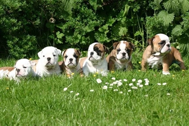 Computer wallpaper backgrounds 1080x608.jpg