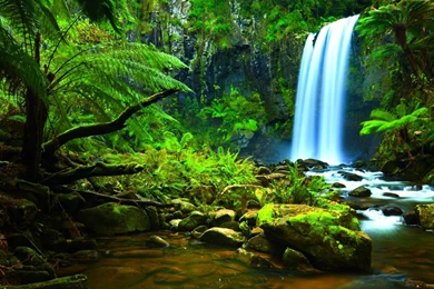 Rainforest Desktop Wallpapers   HD Wallpaper Backgrounds Of Your ...