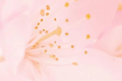 Petal iPhone 5s Wallpapers