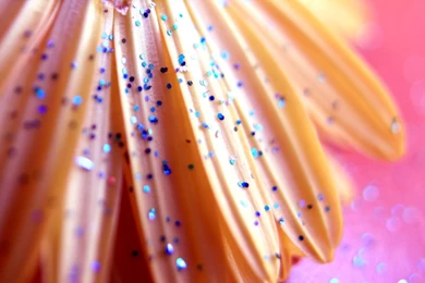 Flower Petals Glitter Wallpapers
