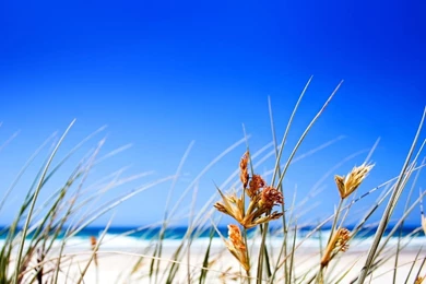 Free Summer Beach Grass Computer Desktop Wallpapers
