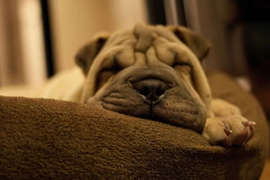1920x1440 Shar Pei Puppy Sleep Wallpapers