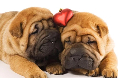 Shar Pei Wallpapers HD Download