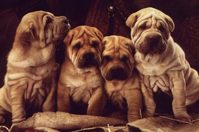 4 SHARPIES IN A ROW Computer Wallpapers, Desktop Backgrounds ...