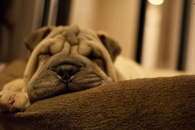 Sleeping Shar Pei Puppy Wallpapers   Animal Wallpapers