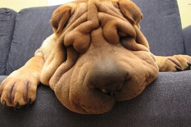 Shar Pei Wallpapers   Animal Wallpapers