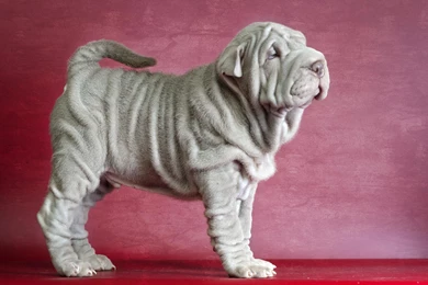 Shar Pei   (