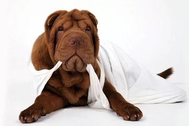 Shar Pei Dogs Free Wallpapers (24 Photos) For Your Desktop ...