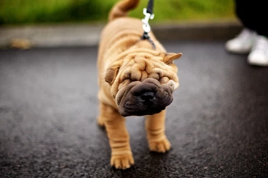 Download Wallpapers 3840x2160 Shar Pei, Dog, Face, Folds, Leash ...