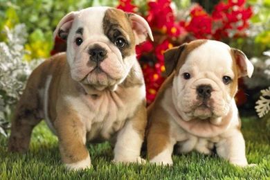 Shar Pei   Photo Wallpapers, Pictures With Shar Pei / Страница 2