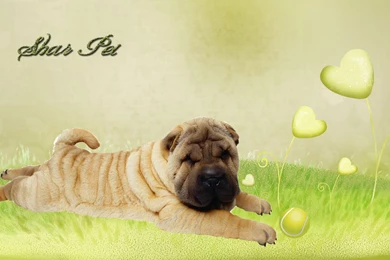 Shar Pei >> HD Wallpaper, Get It Now!