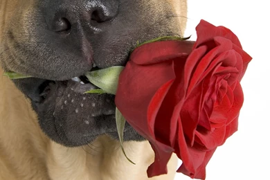 Shar Pei Photos And Wallpapers. The Beautiful Shar Pei Pictures