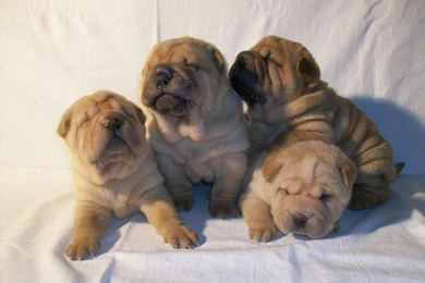 Sitting Shar Pei Puppies Photo And Wallpaper. Beautiful Sitting ...