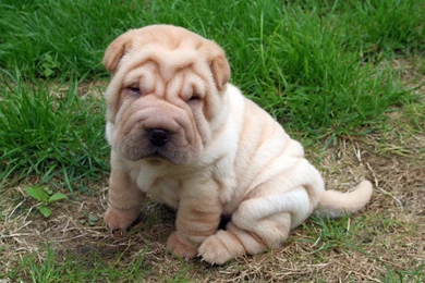 Shar Pei Puppy Wallpapers 1600x1200px
