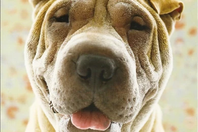 Shar Pei Photos And Wallpapers. The Beautiful Shar Pei Pictures
