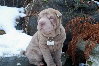 Shar Pei Wallpapers