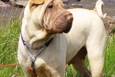 Free Wallpapers Shar Pei Chinese Fighting Dog