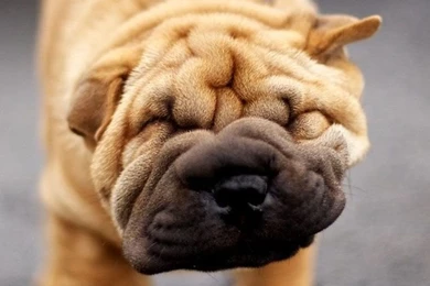 Shar Pei Dog Wallpapers   Free iPhone Wallpapers