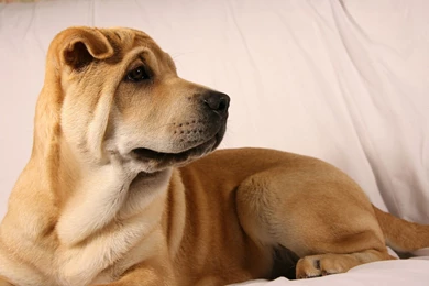 Shar Pei Desktop Wallpapers 18447