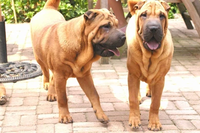 Two Dogs Shar Pei In The Garden Wallpapers And Images   Wallpapers ...