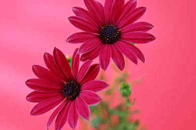 Gerber Daisy Wallpapers   Wallpapers Cave