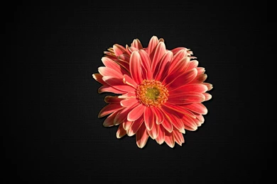 Gerber Daisy Wallpapers   206360