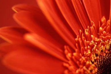 Gerbera Daisy Wallpapers Dazzling Gerbera Daisies Hd Wallpapers ...