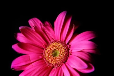Hot Pink Gerber Daisy HD Desktop Wallpapers : High Definition ...