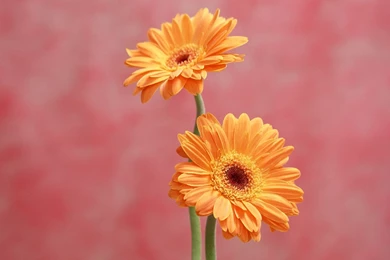 Gerbera Daisy Wallpapers   Wallpapers Cave