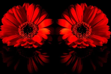 Daisy Flower Pictures And Wallpapers Download