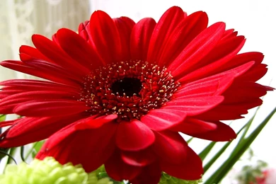 Gerber Daisy   Wallpapers