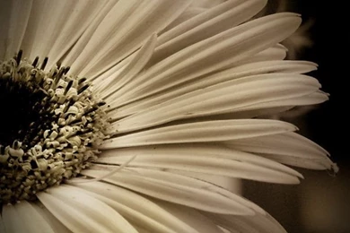 Sepia Gerber Daisy For Karen By SharonLeggDigitalArt On DeviantArt