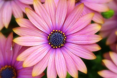 Gerbera Daisy Flower Wallpapers Free Download Of Pink Flower