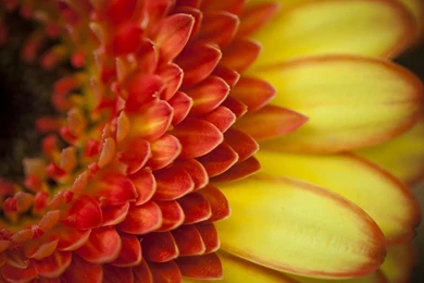 Macro Of A Gerber Daisy   (