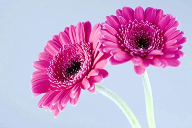 Flowers   Full HD Wallpapers Search