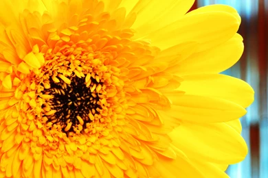 Yellow Gerber Daisy   (