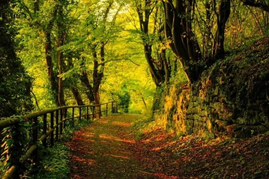 Landscape Forest Wallpapers Desktop 1366X768