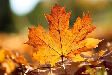 Autumn Leaf Autumn Landscape >> HD Wallpaper, Get It Now!