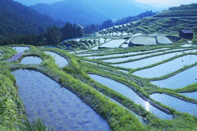 Rice Paddy, Mie Prefecture, Japan Wallpapers   HD Wallpapers 48663
