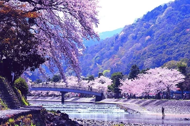 Japan Nature Wallpapers   Wallpapers Cave