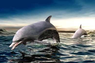 Free Living 3D Dolphins Wallpapers Dolphins Jumping In The Sea ...