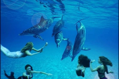 1024x768 Dolphins And Mermaid Free HD Widescre