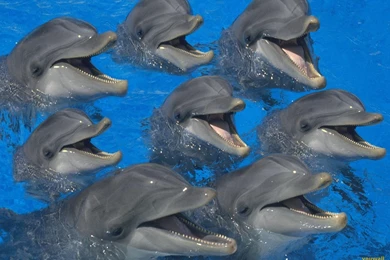 YouWall   Dolphins Wallpapers   Wallpaper,wallpapers,free Wallpapers ...
