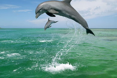 Dolphins