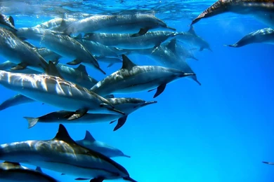 Dolphins Wallpapers   Dolphins In Water Wallpapers