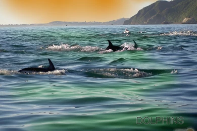 Dolphin Wallpapers « Animal Spot