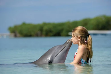 Picture Of Dolphin Kissing Little Girl