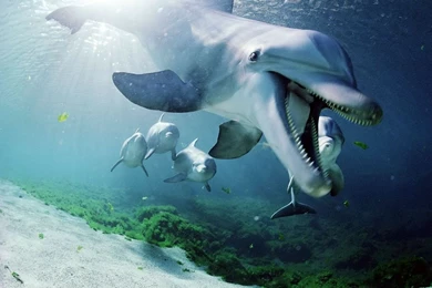 Dolphins Wallpapers   Dolphins In Water Wallpapers